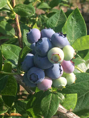 Berry_cluster